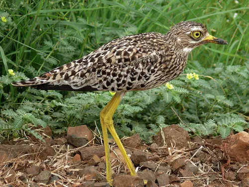 spotted thick-knee