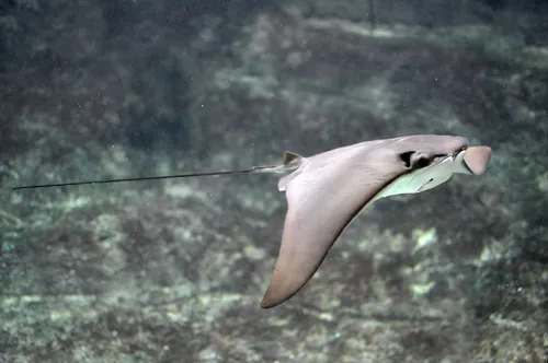 Cownose ray