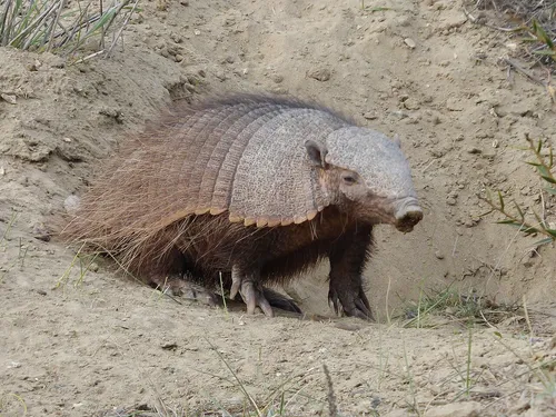 Sörtés armadilló
