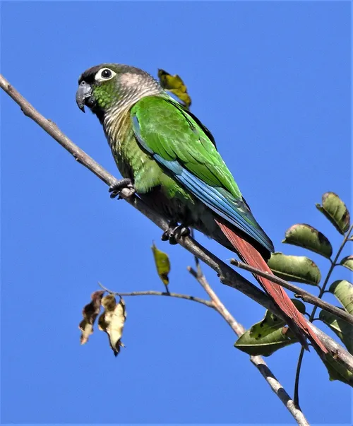 Molina-papagáj