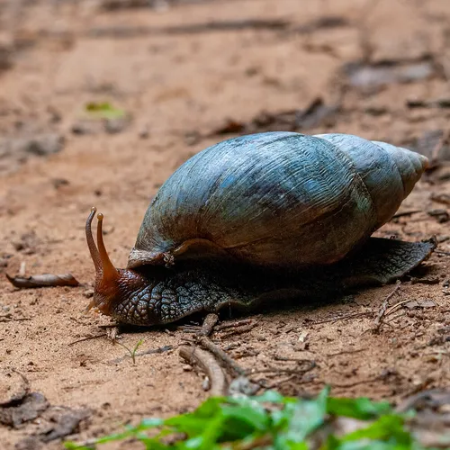 Afrikai achátcsiga
