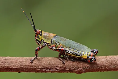 Harlekin sáska