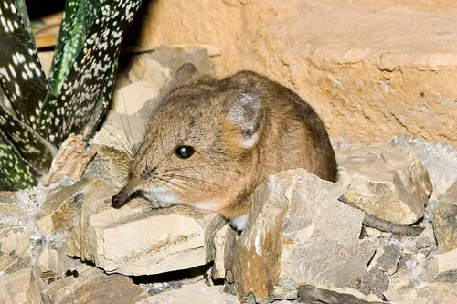 short-eared elephant shrew