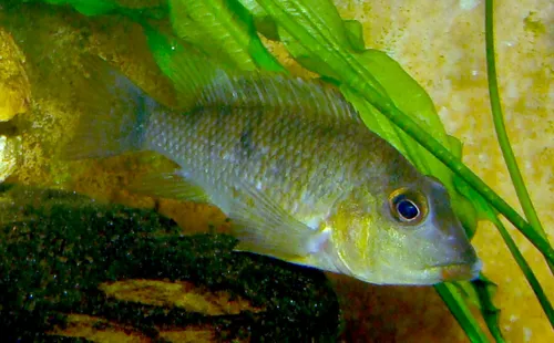 Vöröspúpos földevősügér