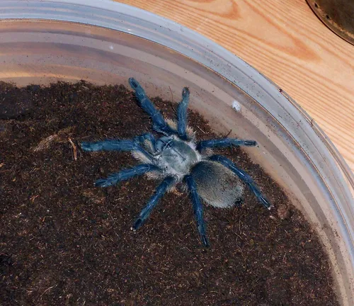 Szokotra-szigeti kéklábú tarantula