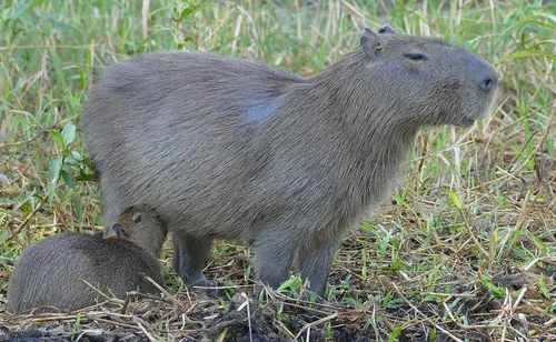 Capybara