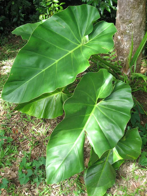 Burle Marx filodendron