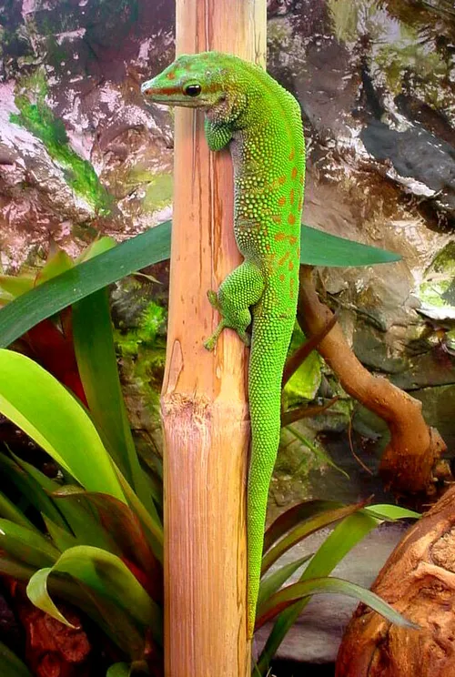 Madagaszkári nappali gekkó