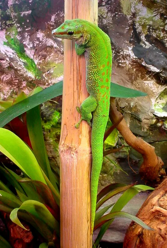Madagaszkári nappali gekkó - 1