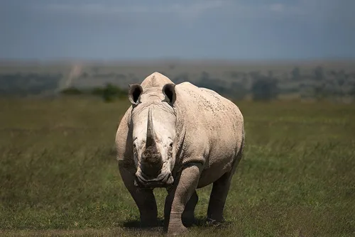 White rhinoceros