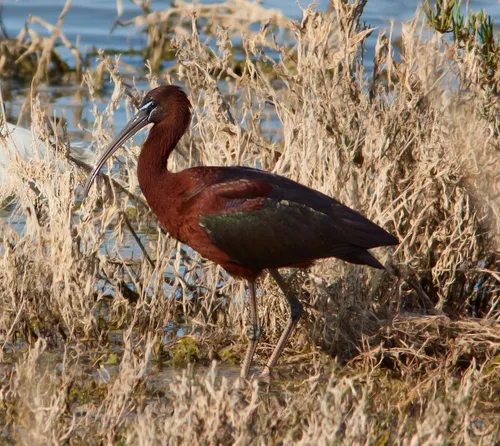 Glossy Ibis