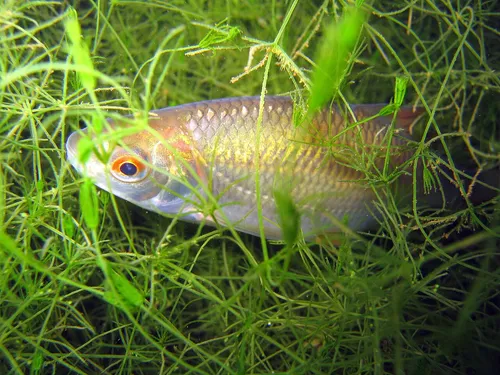 bodorka