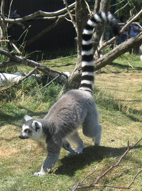 ring-tailed lemur