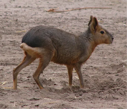 Patagonian mara