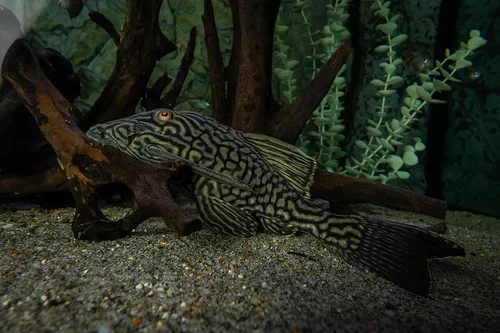 Feketecsíkos vértesharcsa