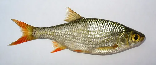 vörösszárnyú keszeg