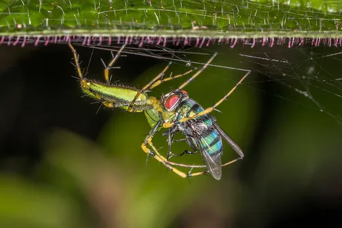Madagaszkári Hiúzpók