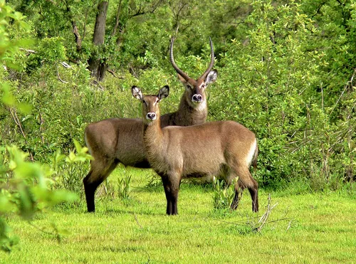 Defassa-víziantilop