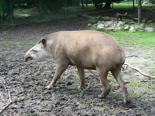 South American tapir