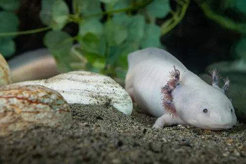 mexikói axolotl