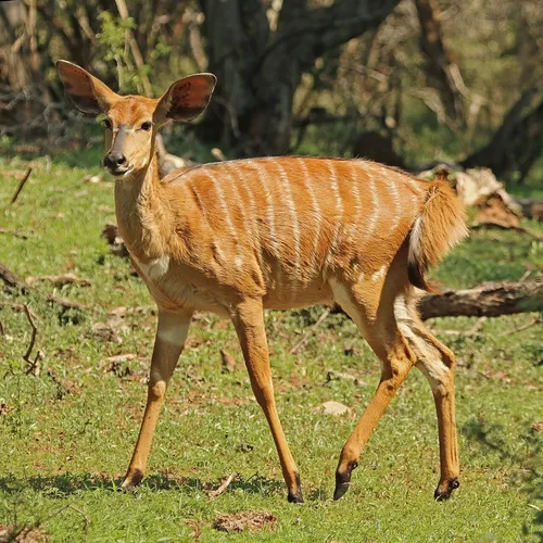 nyala