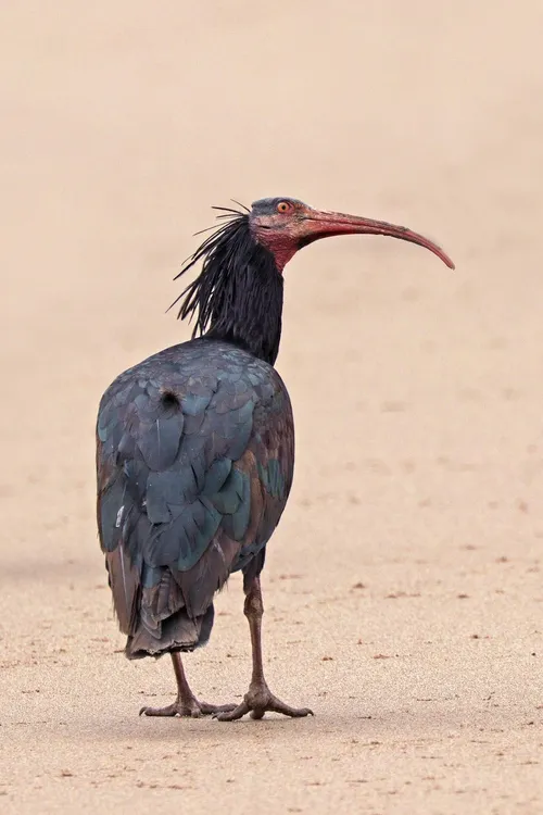 Northern Bald Ibis