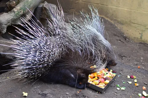 Crested porcupine