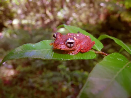 Red bright-eyed frog