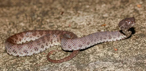 Mangrove Viper