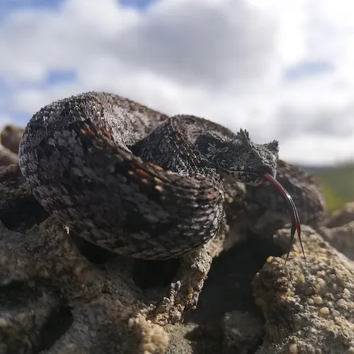 Puffogó vipera 