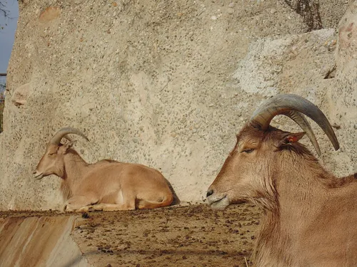 Barbary sheep