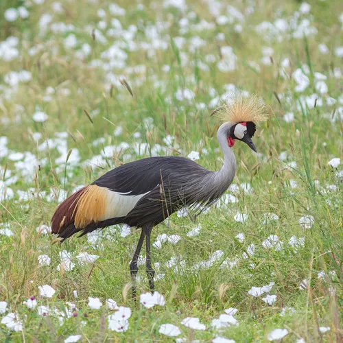Grey Crowned Crane