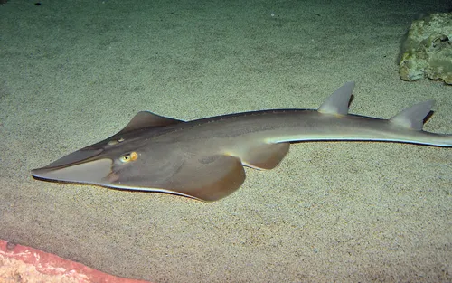 Common guitarfish