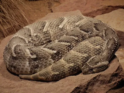 puffogó vipera