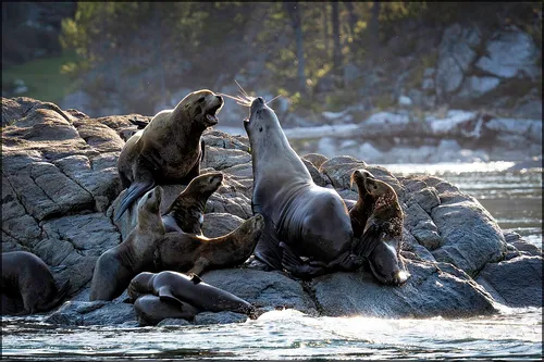 kaliforniai oroszlánfóka