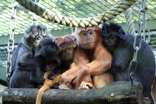 Jávai Langur