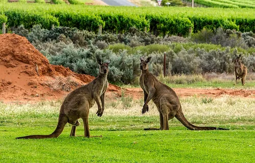 nyugati szürke óriáskenguru