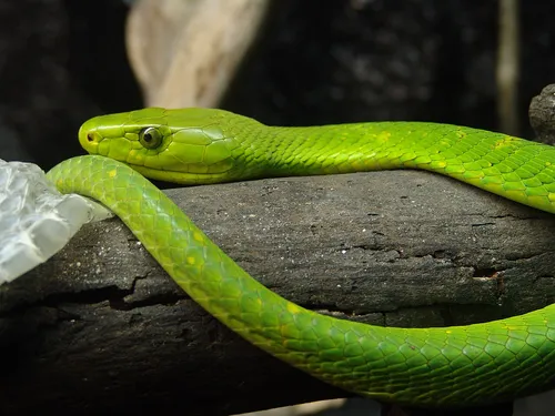 keleti zöld mamba