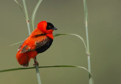 Northern Red Bishop