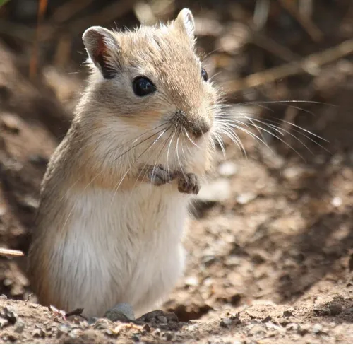 Mongolian gerbil