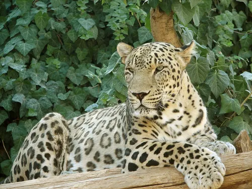 Persian leopard