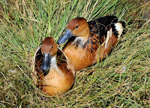 Fulvous Whistling Duck