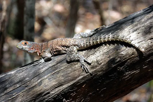 Madagascan collared iguana