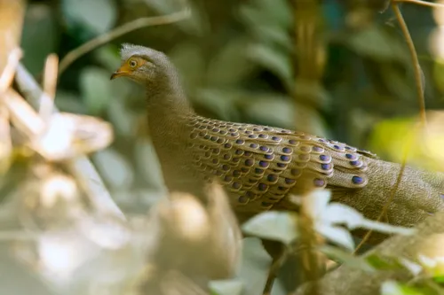 Grey Peacock Pheasant