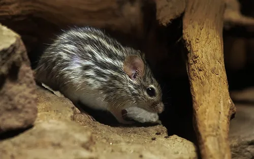 Barbary striped grass mouse
