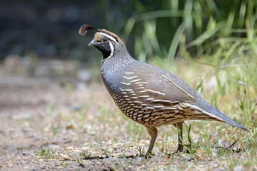 California Quail