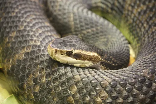Halászvipera