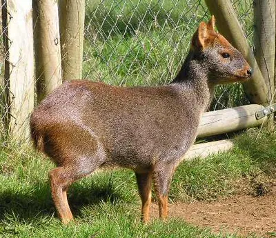 déli törpeszarvas