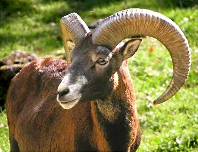 Európai muflon
